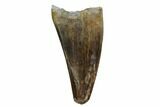 Juvenile Tyrannosaur Premax Tooth - Judith River Formation #129805-1